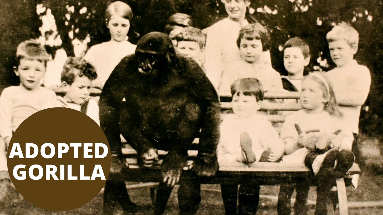 petco hours Never before seen photos of a village which adopted a gorilla