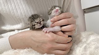 生後6日 ふれあいタイムが嬉しすぎて延長を希望する赤ちゃん猫 【山菜兄妹#5】Baby cats are happy to be petted. 子猫