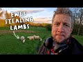 These sheep are full of love  lambing day 20