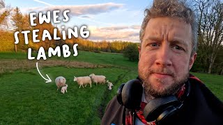 These Sheep are full of Love │ Lambing Day 20 screenshot 5