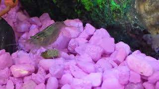 Amano vs Algae Tablet
