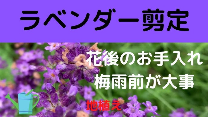ラベンダーの剪定 Youtube