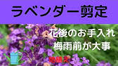 ラベンダーが木質化 これっていいの 悪いの Youtube