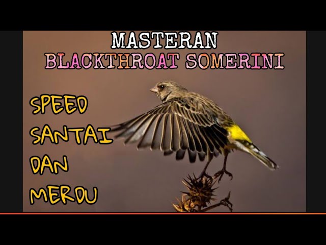 Masteran Blackthroat SOMERINI paling MERDU dan Jernih. Relaxing Sound Bird class=