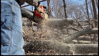 Cutting Beech for firewood! #kawasakimule #firewood #cuttingfirewood #homesteading by B & B Farms Maple 195 views 1 month ago 9 minutes, 30 seconds