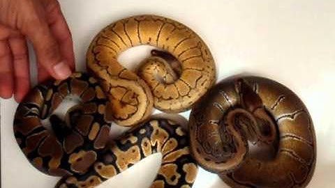 Lemon Blast ball python morph