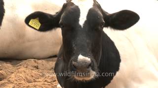 Group of dairy cows in Punjab