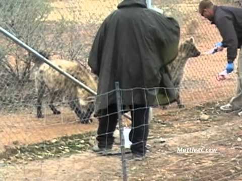 Hyenas Laughing and Mooing - YouTube