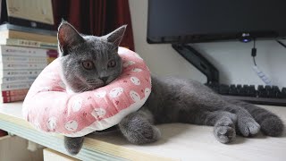 My Kitten Put On Her Recovery Collar__Binbo Is Cat #87 by Binbo Is Cat 37 views 3 years ago 1 minute, 45 seconds