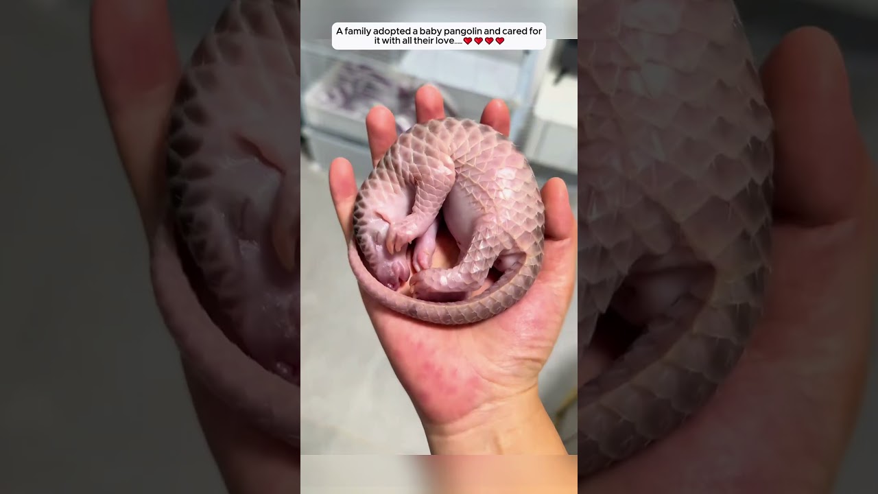 A family adopted a baby pangolin and cared for it with all their love. 