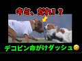 デコピン、ムキムキ犬にびっくり💨大谷翔平パパ大笑い🤣