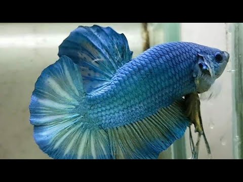 84 Gambar Ikan Cupang Hijau HD Terbaik
