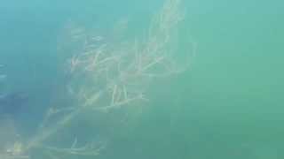 Zip Baits Rigge 90 F Deep