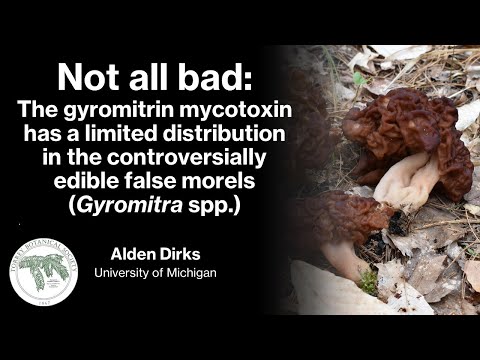 Video: Gyromitra esculenta este rară?