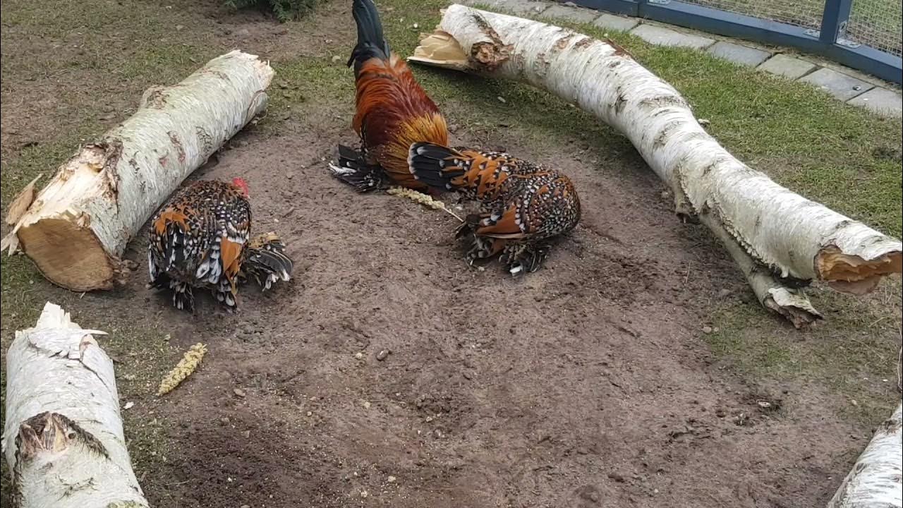 Federfüßige Zwerghühner gold-porzellan - YouTube
