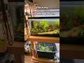 My Aquaponic Ecosystem Aquarium