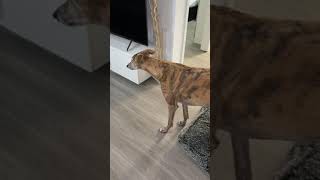 Greyhound Growling at himself in the Mirror