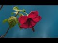 Rolf Lovland ~ Song from a Secret Garden ~ Secret Garden