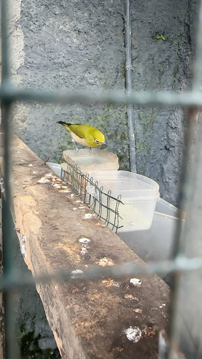 Menetas pleci montanus