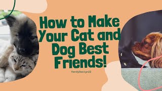 How To Make Your Cat And Dog Best Friends?
