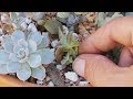 Mealybugs on Succulents- Signs and Solutions with Sucs for You