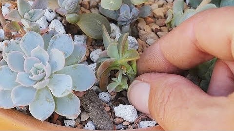 Mealybugs on Succulents- Signs and Solutions with Sucs for You