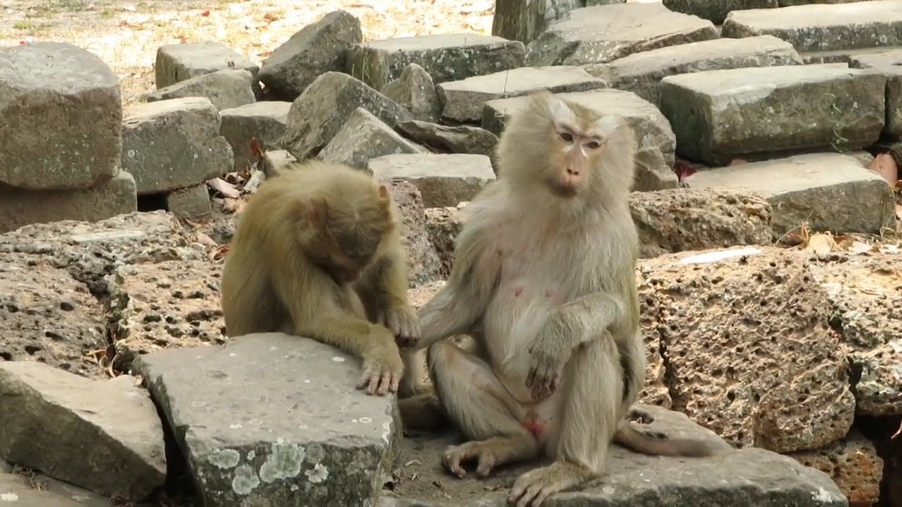 Rose Small Pigtail Monkey Finding Flea For Mom, Monkey Of Ember Troop