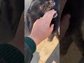 Mein Sab Kha Jaunga #dog #black #trending #shorts #youtubeshorts #reels   #doglife #dogs #viralreel
