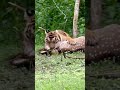 The tiger caught the deer।बाघ ने हिरण को पकड़ लिया#africa #shorts 🦌🐅