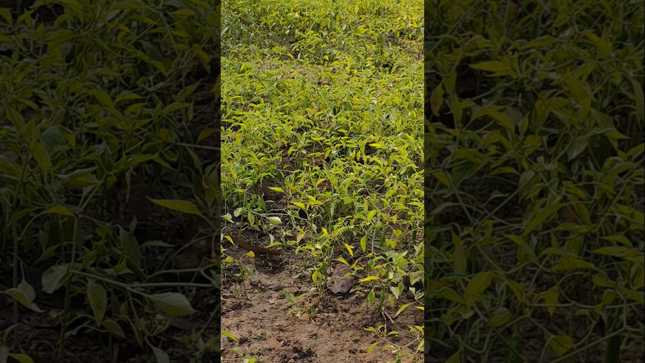 pepper plant fake test rustic roots tv 