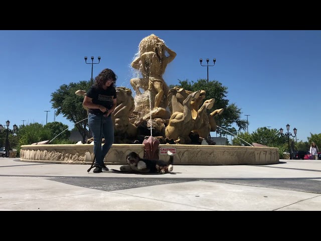 Shenandoah TX Dog Training with Suburban K9!