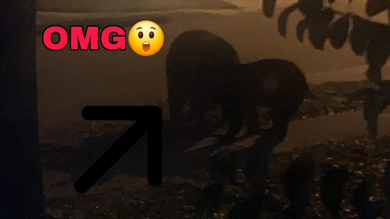 У нас появились медведи 🐻/ выбираем подарок на день рождения/поездка в магазин Dollar Tree