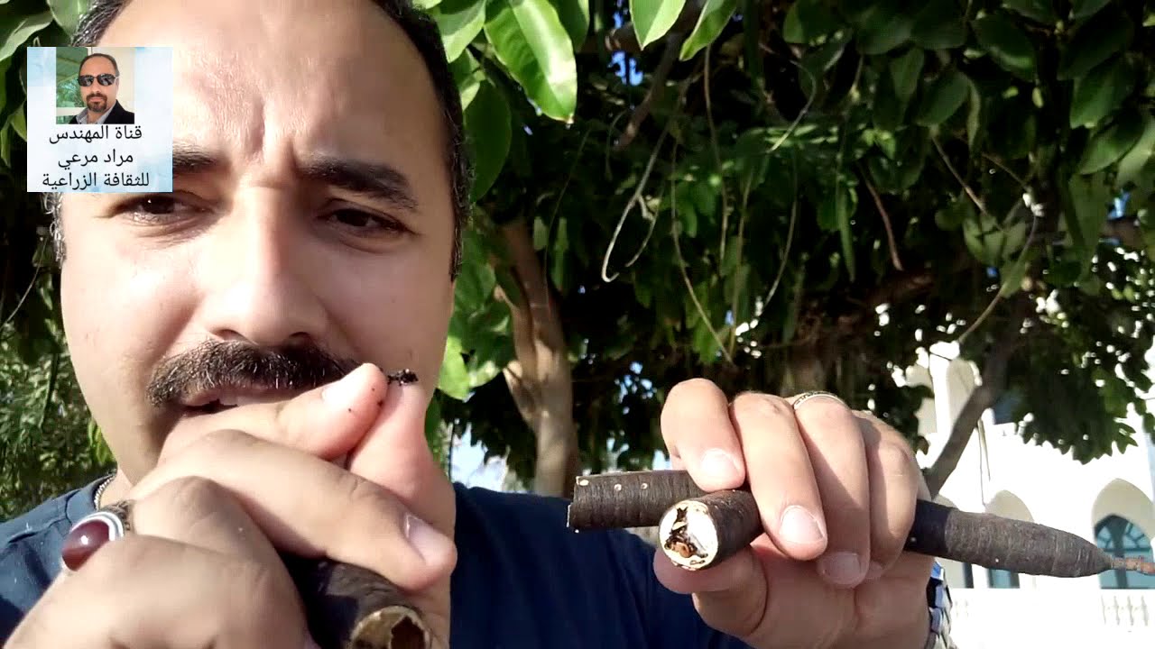 خيار شمبر كاسيا طرق تكاثر تسميد رى  رعاية Cassia fistula حلقة 115