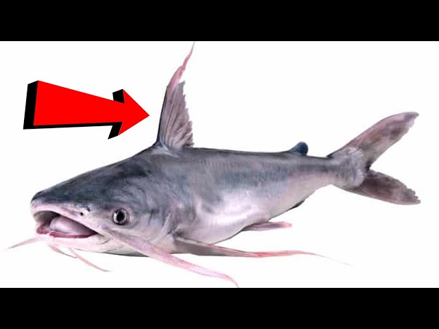 Does Catfish Work As Shark Bait?  Secrets Revealed: Land Based