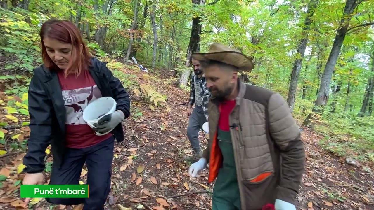 Mbledhja e geshtenjave - Juniku mbi 920 hektare geshtenja - Pune t'mbare 17.10.2022