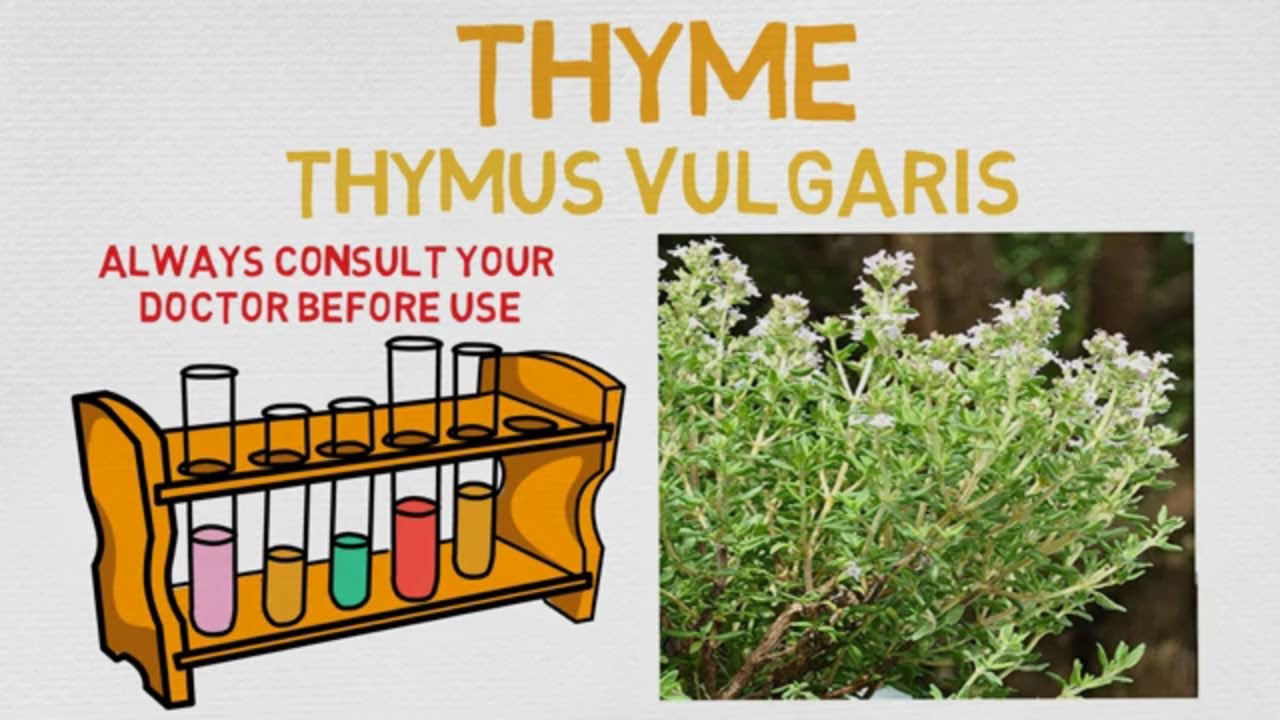 Essential Oil Breakdown: Thyme Oil! Benefits, Uses, and History (Aromatherapy)