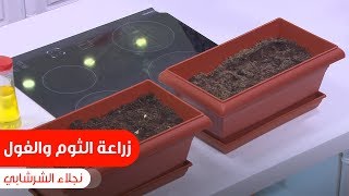 من الفيديو ده هتعرفوا ازاي تزرعوا الفول والثوم في البيت| نجلاء الشرشابي