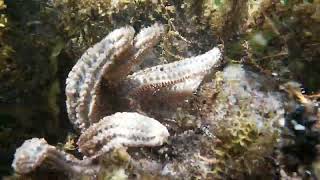 Port Phillip.  Amazing underwater videos.