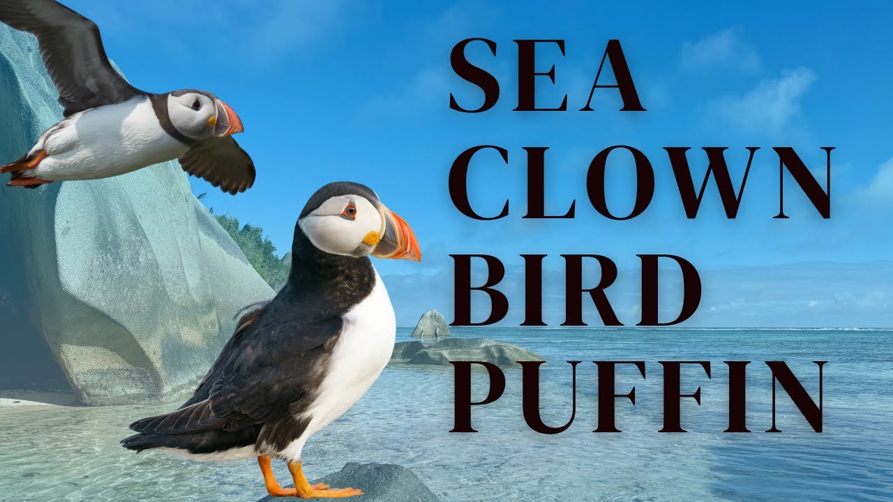 7 Amazing Facts About Puffins | Relaxing Bird Video