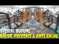 REVIEW KIOS SPESIALIS BURUNG2 GACORAN ANTI STRES, PRESTASI DAN FULL MATERI