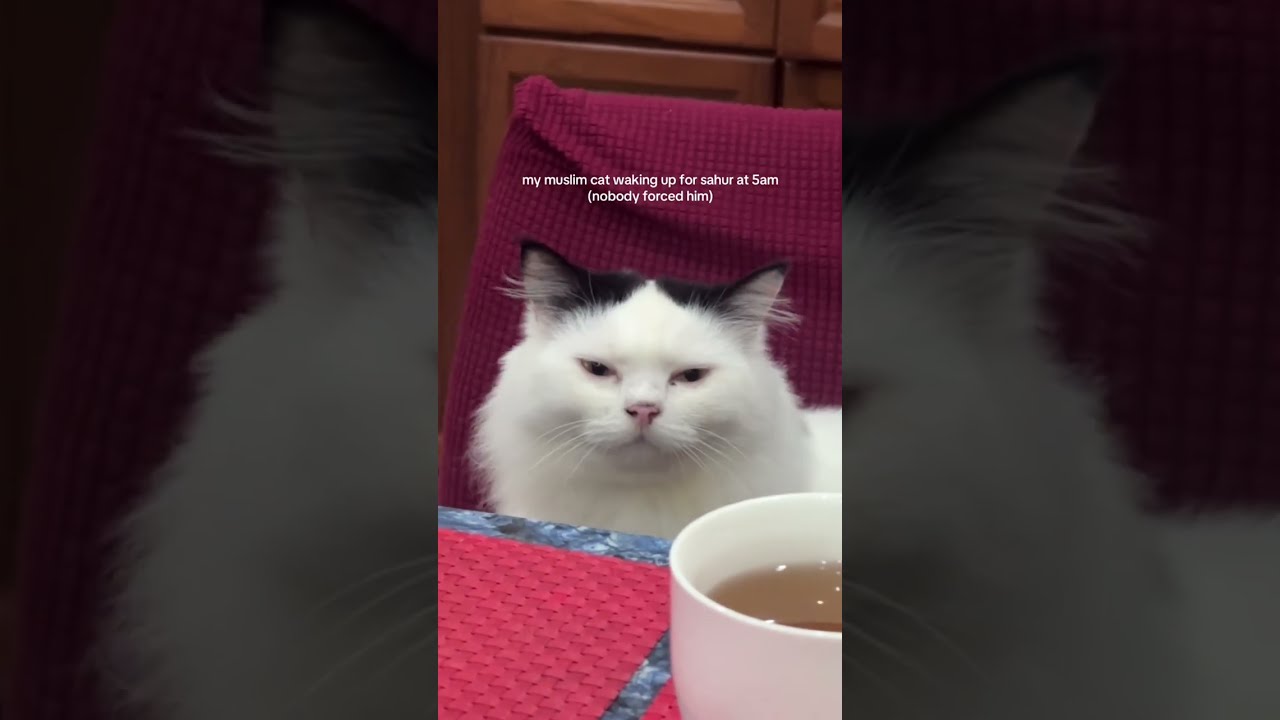 Confused Ramadan Cats Compilation