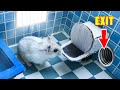 🐹Hamster escapes toilet maze for Pets in real life - Prison Break in Hamster 1001
