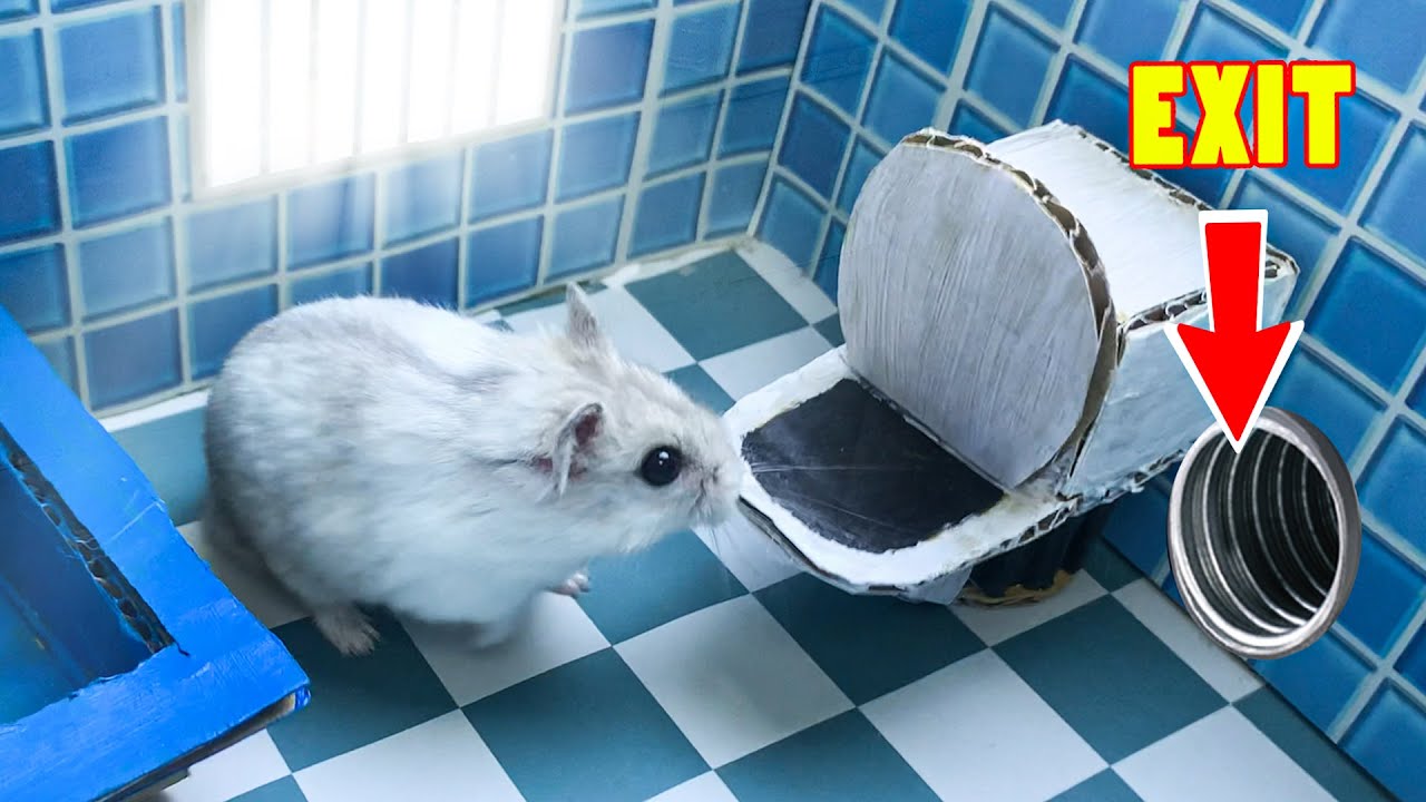 🐹Hamster escapes toilet maze for Pets in real life Prison Break in Hamster 1001 YouTube