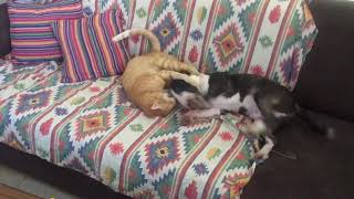 Connor & Tony Mini Bull Terrier Playing