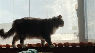 窓際をへっびり腰で歩く猫 ノルウェージャンフォレスト Walking on a fresh feather Cat