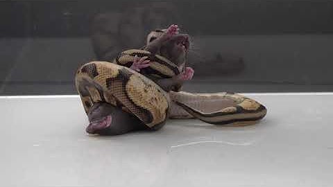 "Virus" Crushes Screaming Rat - Warning Python Live Feeding