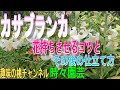 【カサブランカ】　花持ちさせるコツと　その後の仕立て方　22/7/20