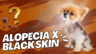 Köpeklerde Alopecia X (Black Skin Disease) Hastalığı Resimi