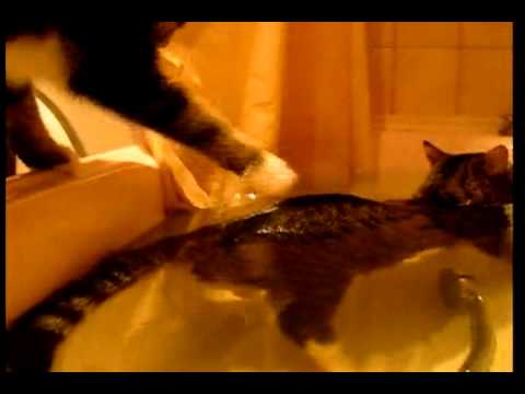 Видео кота в ванной. Кот в ванне. Злой кот в ванной. Кот в ванной нормально. +100500 Кот в ванне с мелкими рыбками.