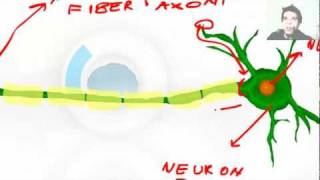 Neuron Axon and Dendrites - Brain Physiology and Anatomy